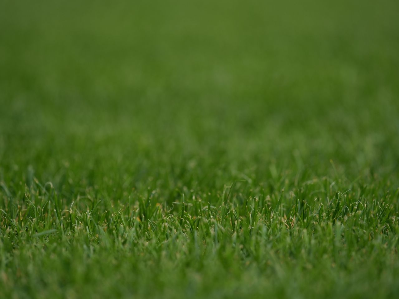 Close-up view of lush green grass suitable for sports fields and landscaping projects.